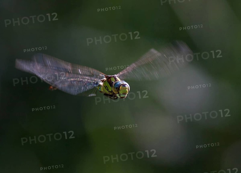 Blue-green Mosaic Dragonfly