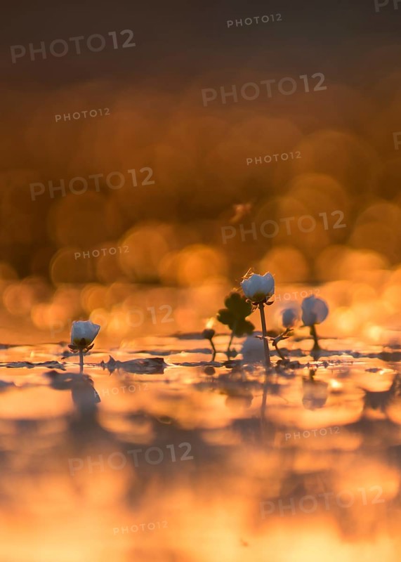 Water crowfoot