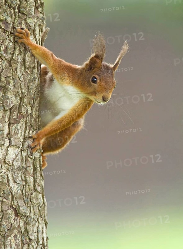 Squirrel