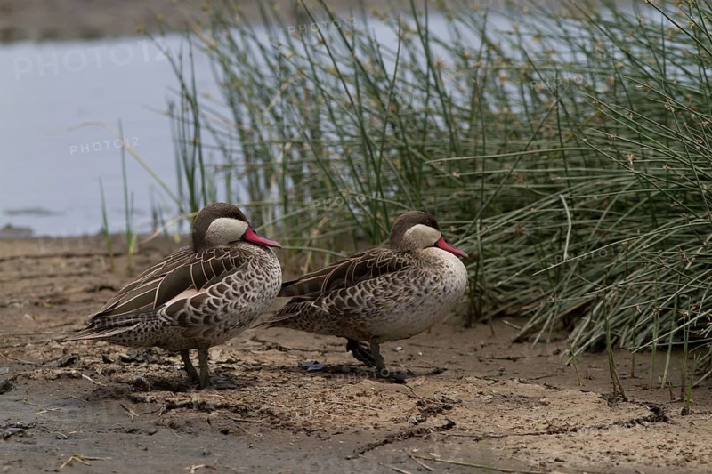 Red-billed Duck