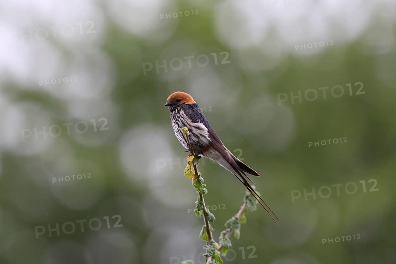 Little Striped Swallow