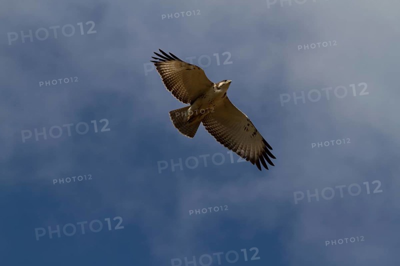 Augur Buzzard