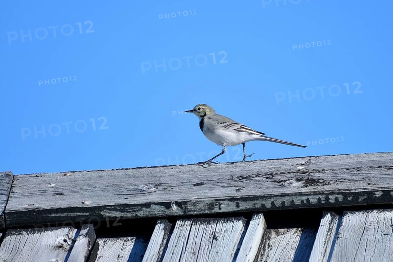 Pied Wagtail