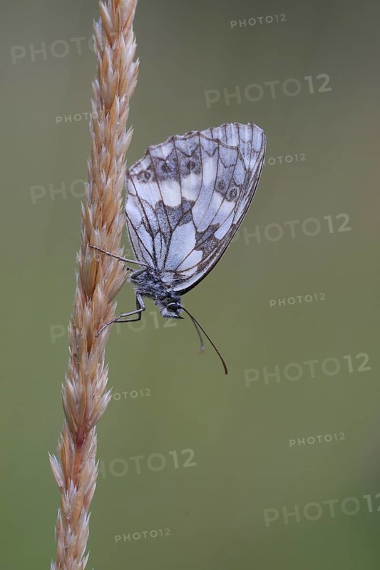 Checkered butterfly