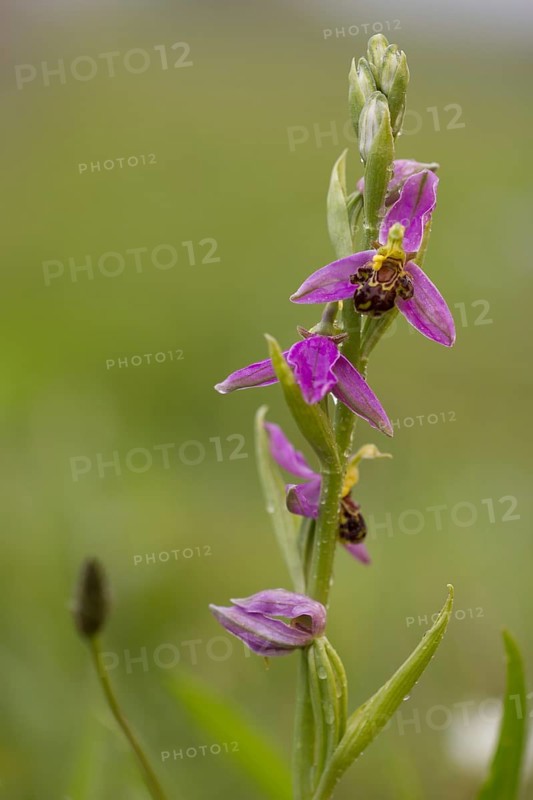 Bee orchid