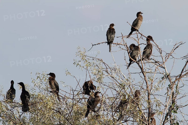 Pygmy Cormorant