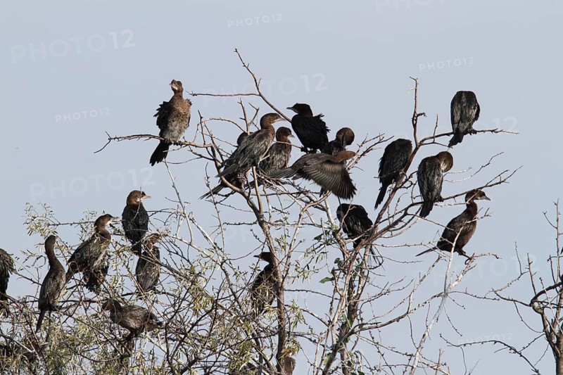 Pygmy Cormorant