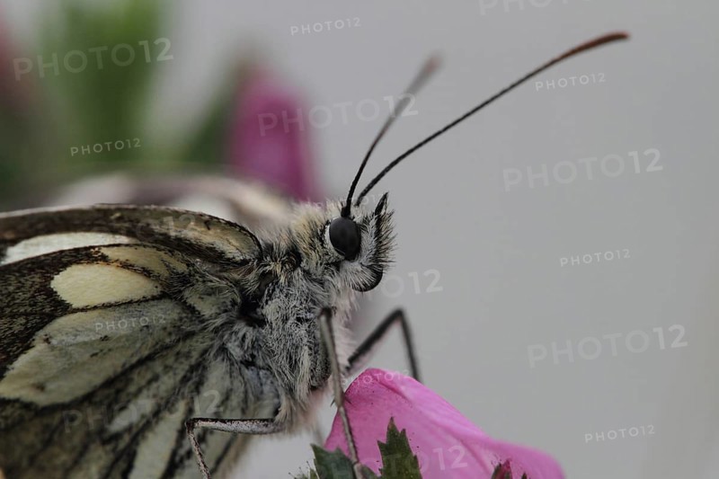 Checkered butterfly
