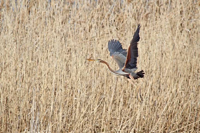 Purple Heron