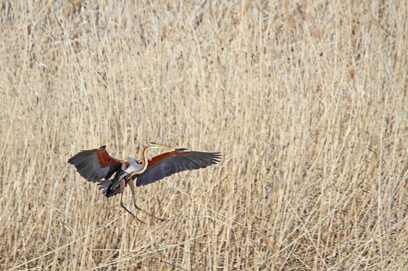 Purple Heron