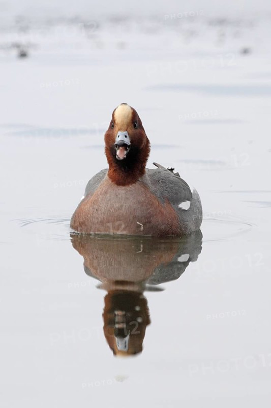 Wigeon