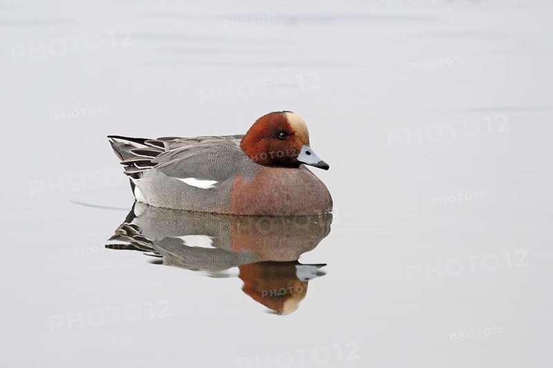 Wigeon