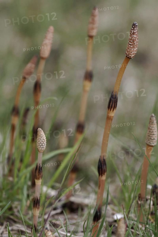Field horsetail