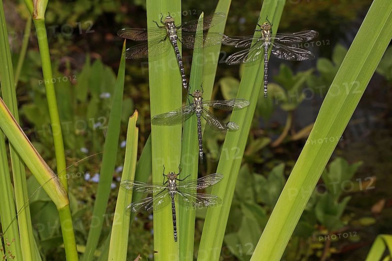 Blue-green Mosaic Dragonfly