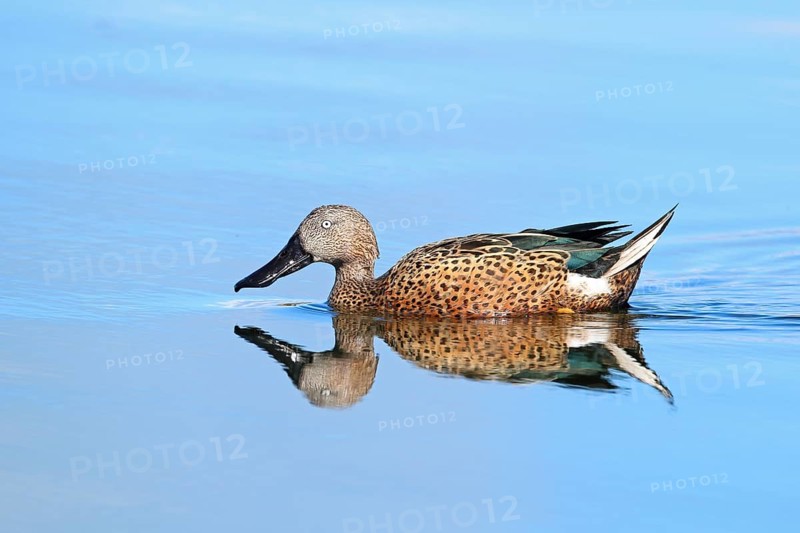 Fox Spoon Duck