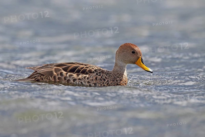 Sharp-tailed Duck