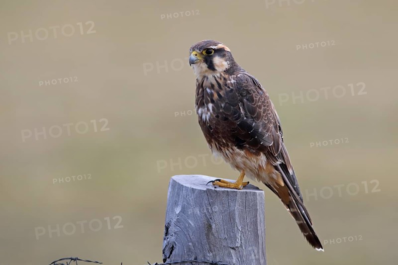 Aplomado Falcon