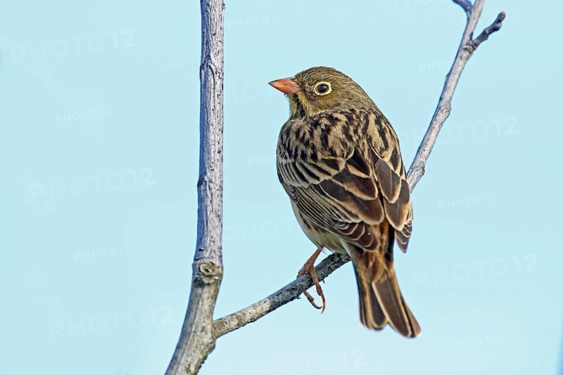 Ortolan