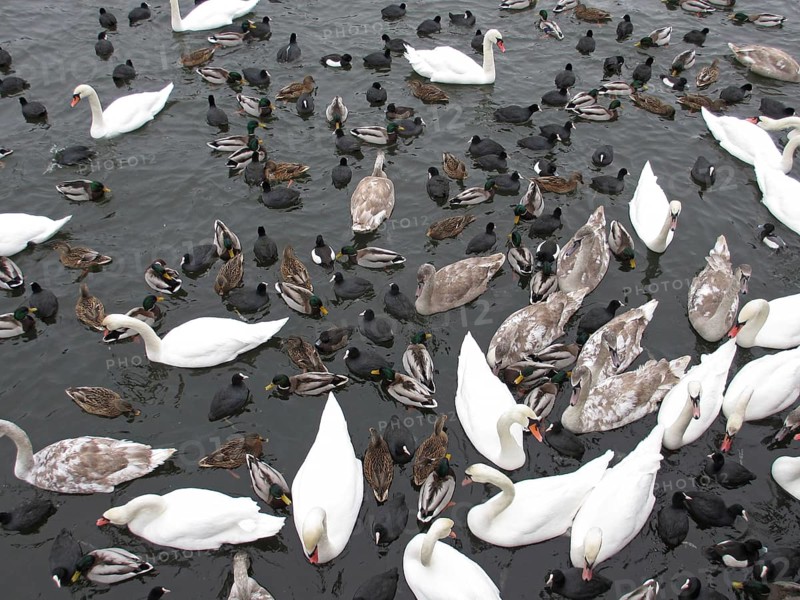 Mallards
