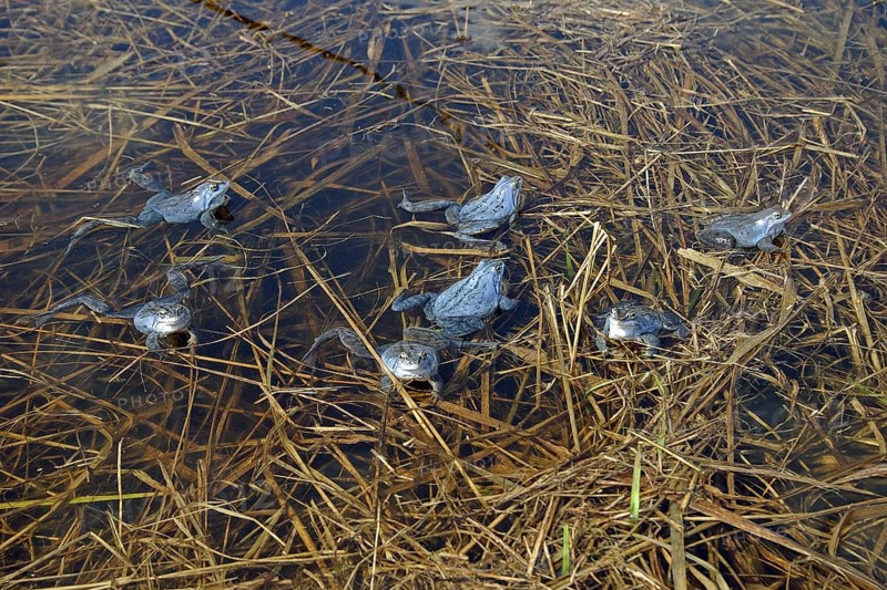 Moor frog