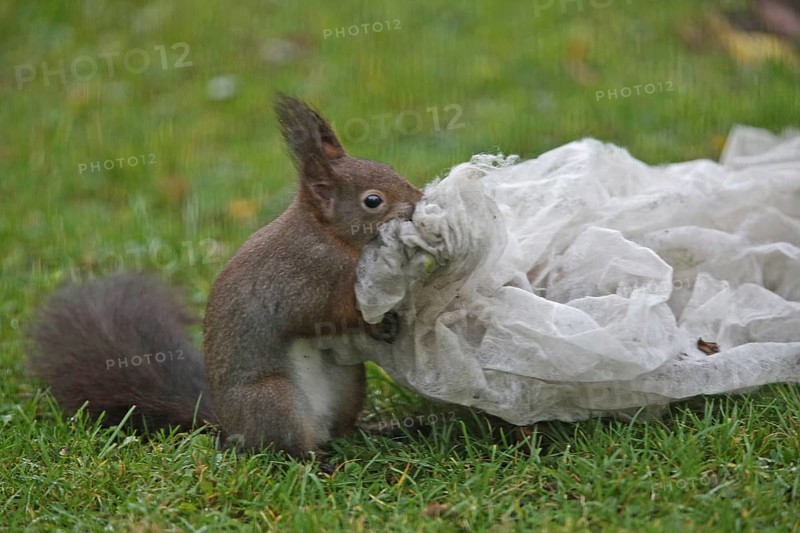 Squirrel