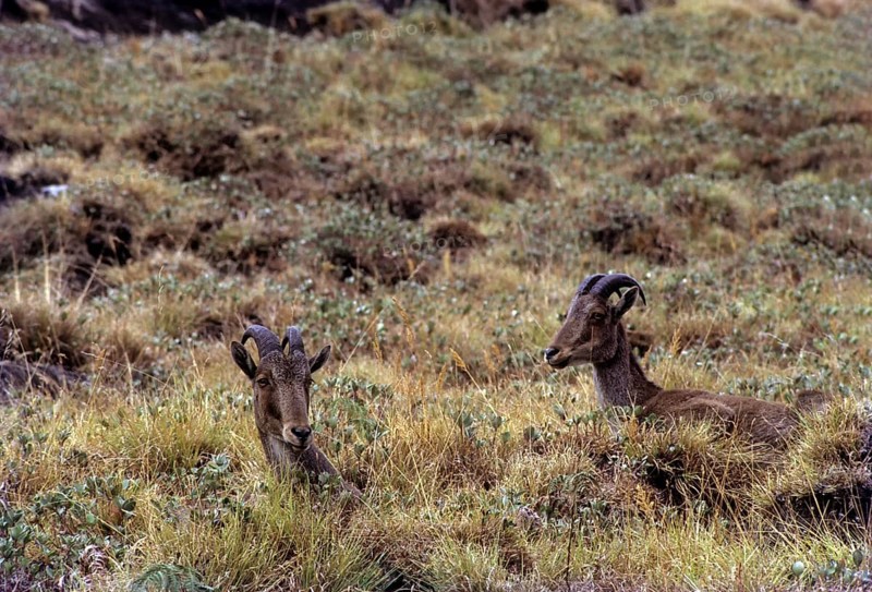 The Nilgiri Tahr