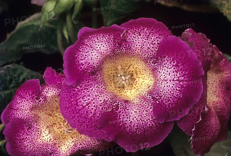 Gloxinia flower