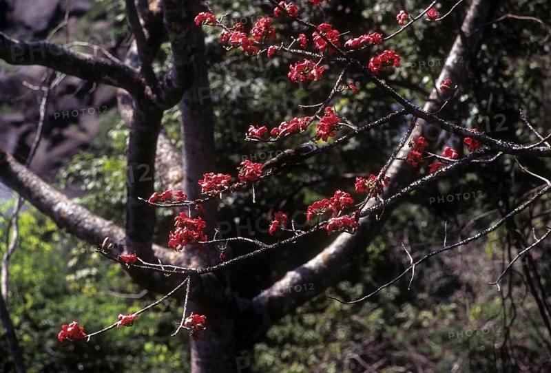 Flowering tree