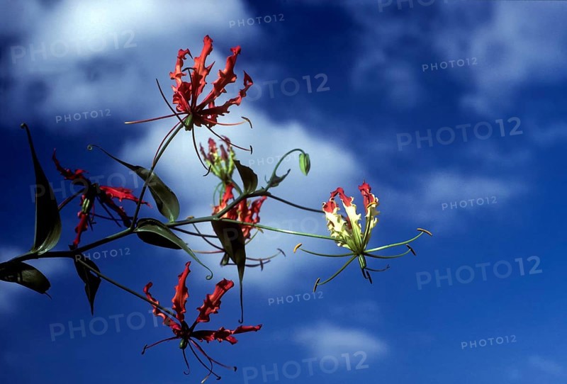 Glory lily