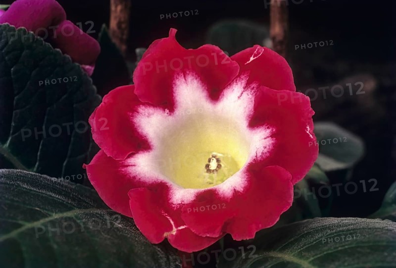 Gloxinia flower Sinningia Hybrida in Coonoor Sims park near Udhagamandalam Ooty