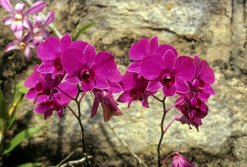 Orchid flower