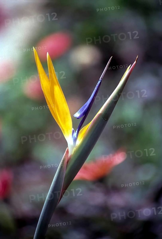 Bird of paradise
