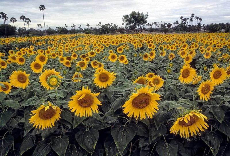 Sunflower