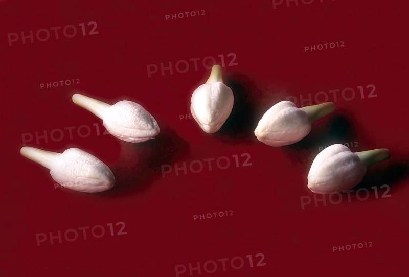 Jasmine flower