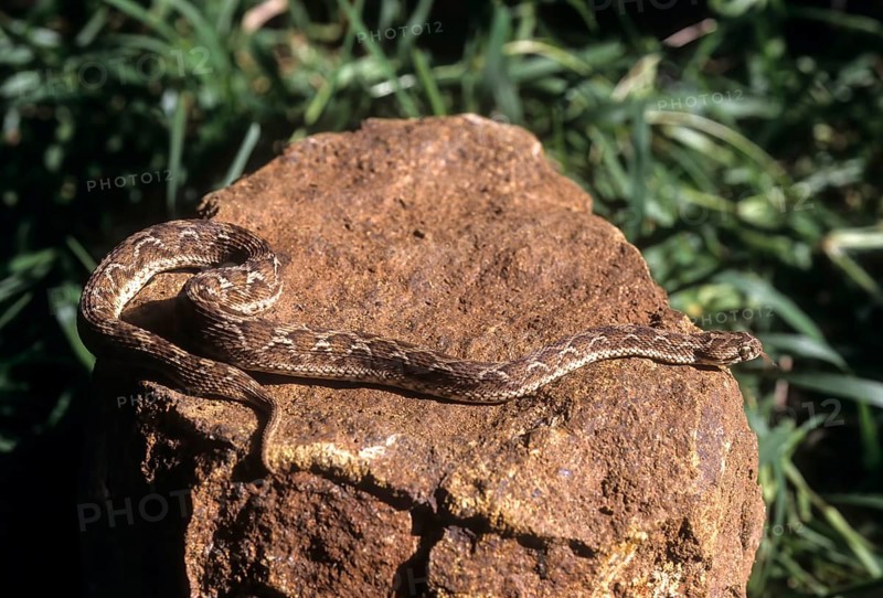 Indian Saw Scaled Viper