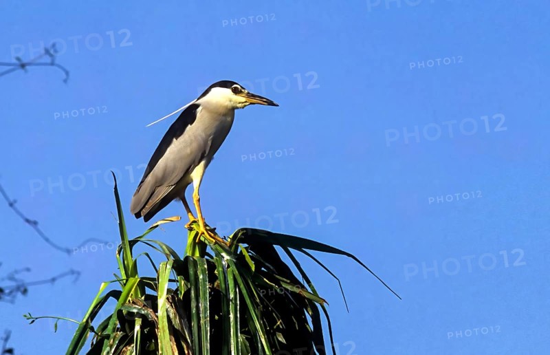 Bird Night heron