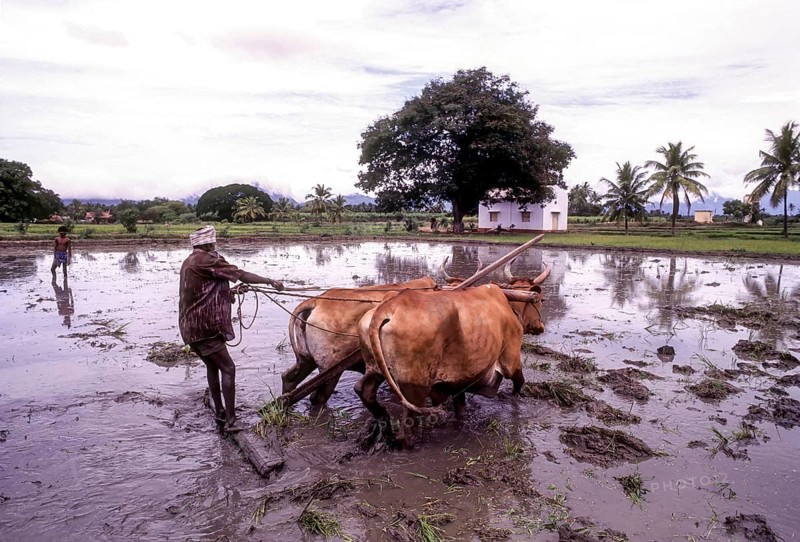 Man ploughing levelling a rice field with two bullocks at Coimbatore