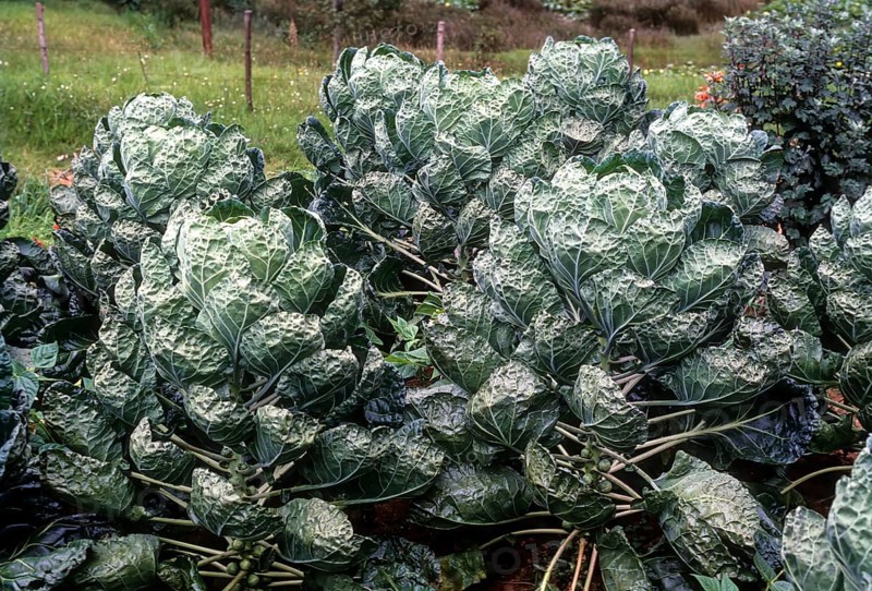 Brussel sprouts