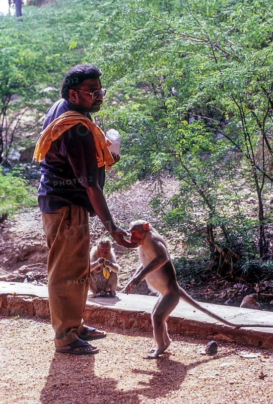 Wild monkeys Bonnet Macaque