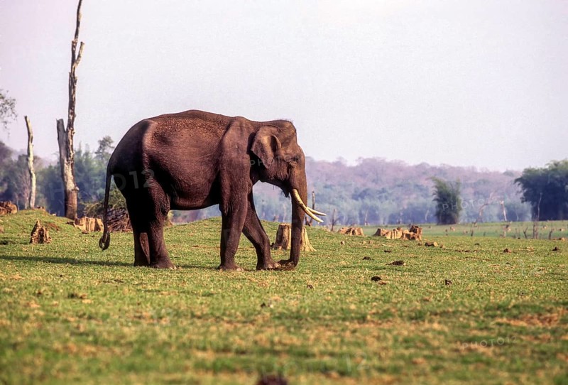 Elephant