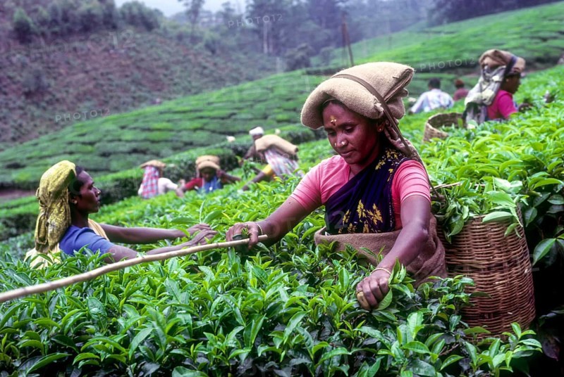 Tea picker in a Rajamalai plantation in Munnar