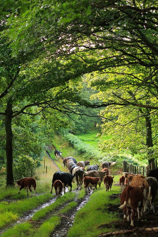 Domestic cattle