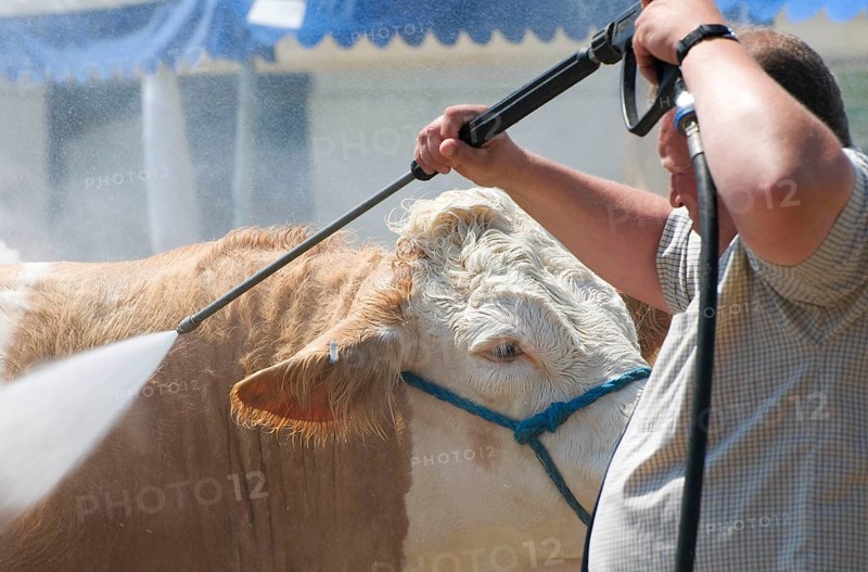 Domestic cattle