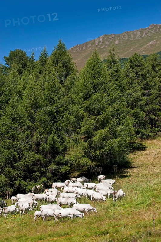 Domestic cattle
