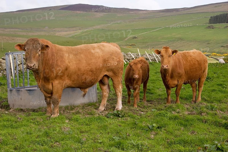 Domestic cattle