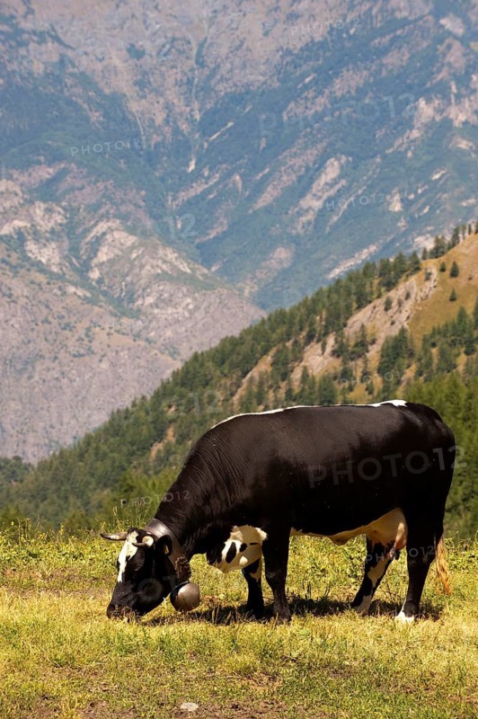 Domestic cattle