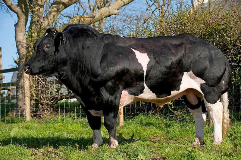 Domestic cattle