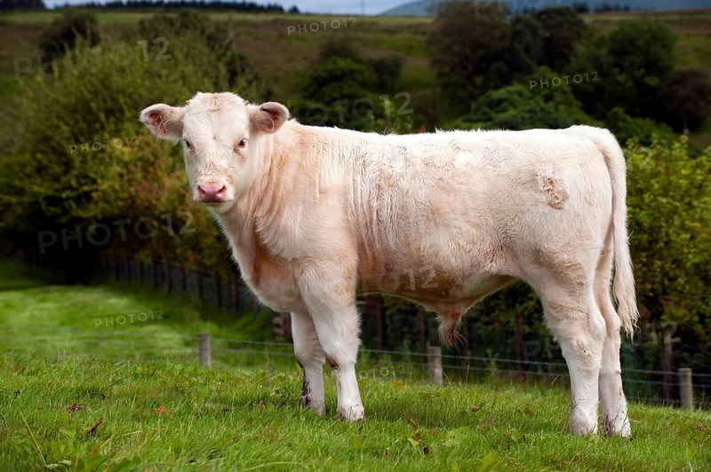 Domestic cattle