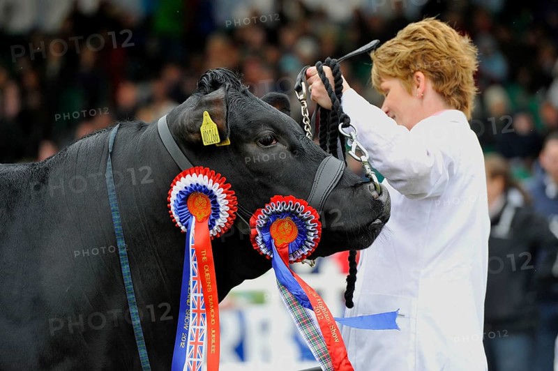 Domestic cattle