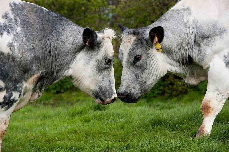 Domestic cattle